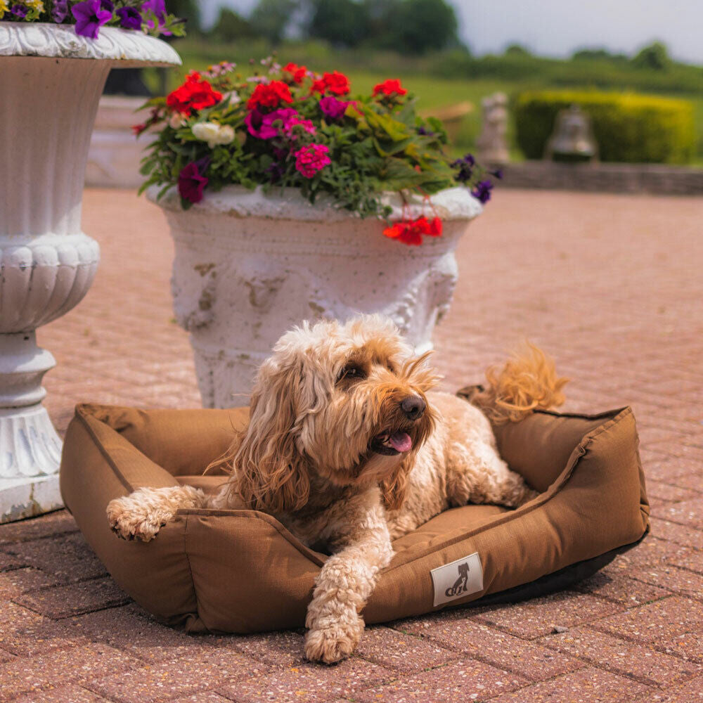 Allpetsolution Allpetsolution