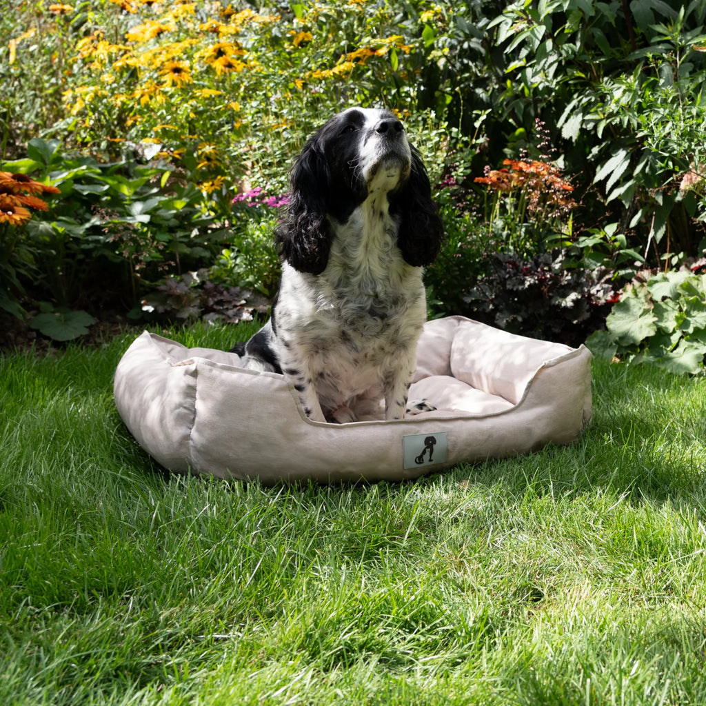 Allpetsolution Allpetsolution