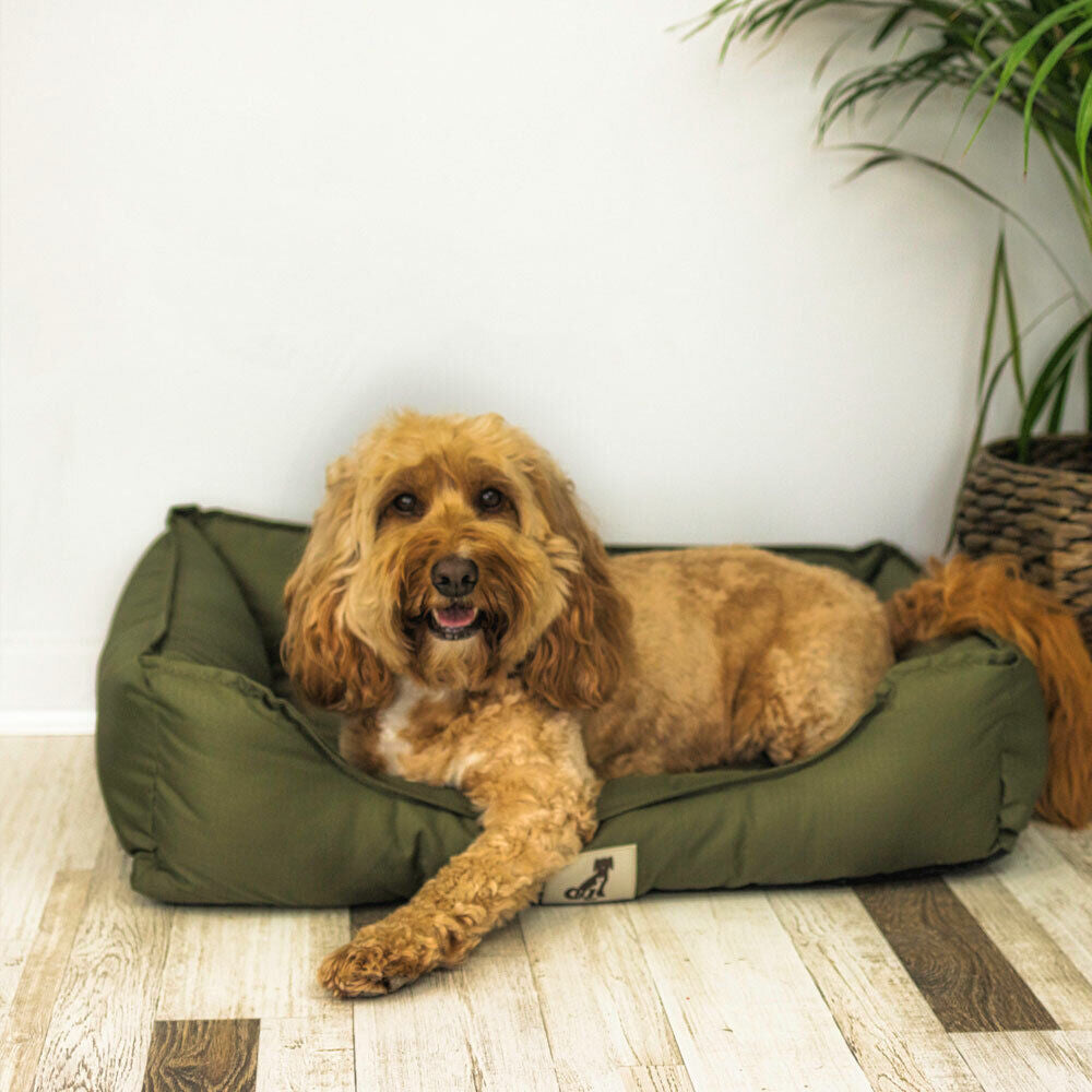 Allpetsolution Allpetsolution