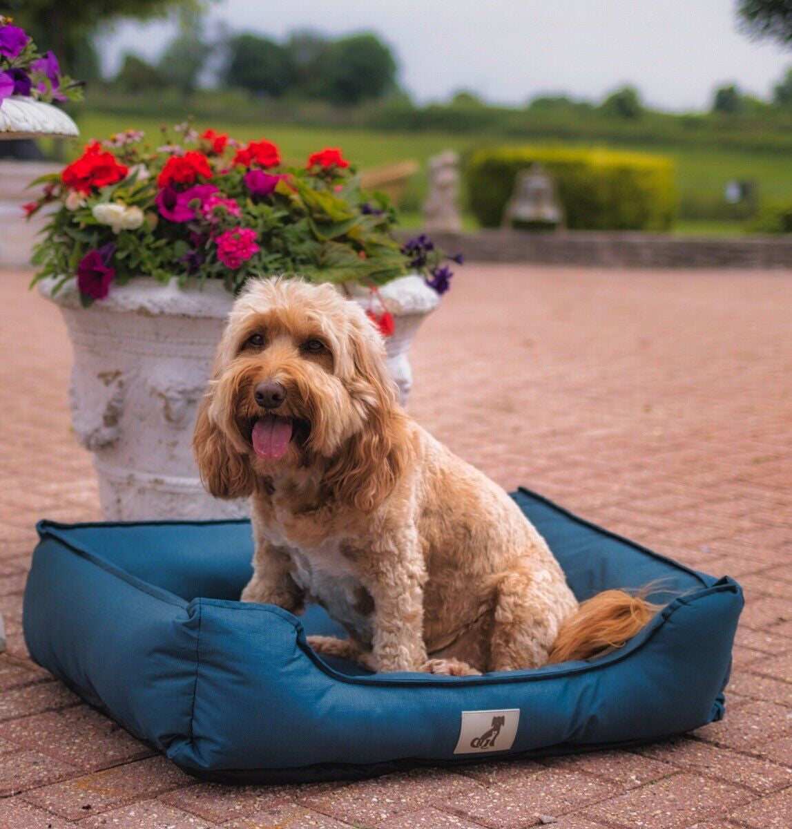 Allpetsolution Allpetsolution