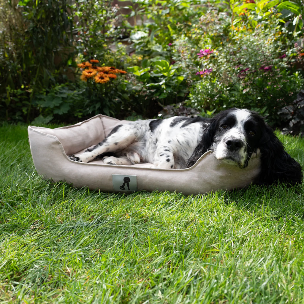 Allpetsolution Allpetsolution