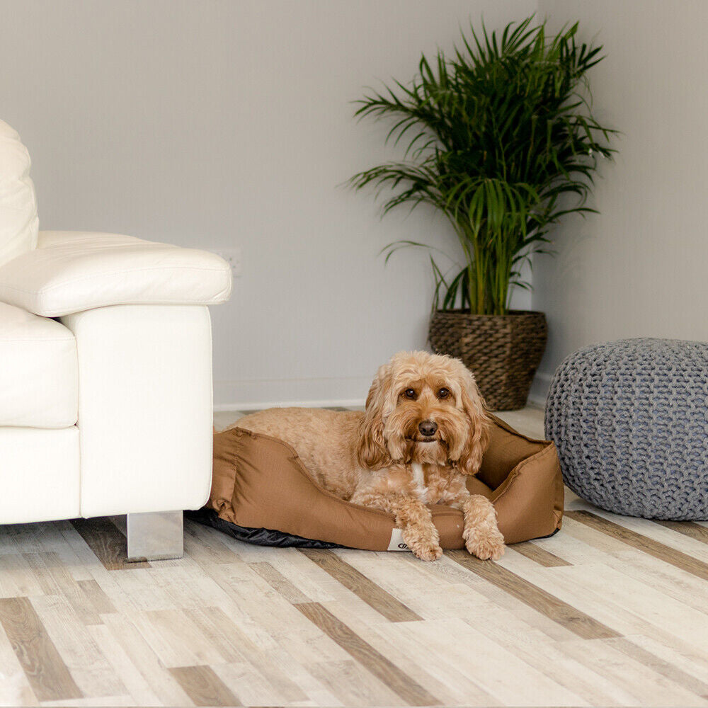 Allpetsolution Allpetsolution